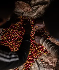 Récolte du café